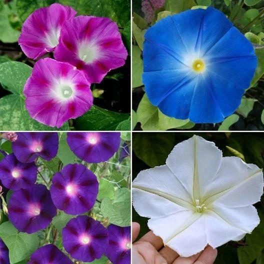 Morning Glory Seeds - TOP O' THE MORNING Mix Tall Vine - Non-GMO Ipomoea purpurea, Hummingbird Attracting, Colorful Flowers, 100 Seeds
