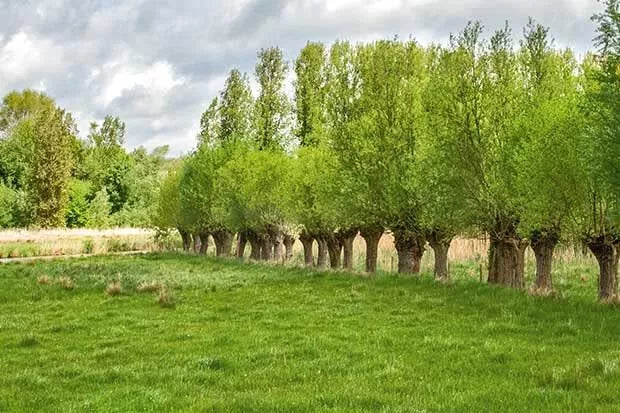Forage Willow Plants - Starter Shrubs for Livestock Shade & Forage - Salix spp.