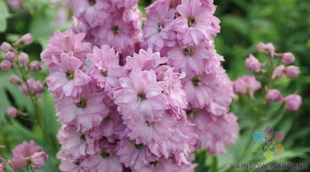 Delphinium Seeds - 200+ Million Dollar Blush Pink Flowers - Garden Flower Seeds - USA Grown, Non-GMO, Easy to Grow