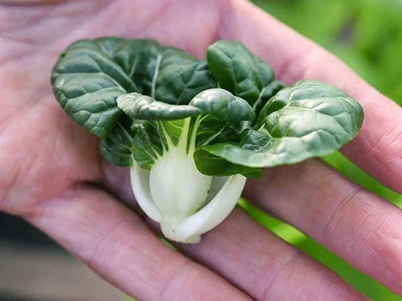 Cabbage Seeds 100+ Pack - Pak Choi Extra Dwarf White Stem Heirloom Variety