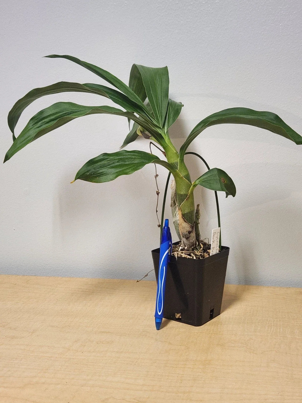 Cycnoches Cooperi x Sib Orchid - Rare Copper Hybrid, Spiking Now, 4-Inch Pot, Unique Epiphytic Orchid for Collectors