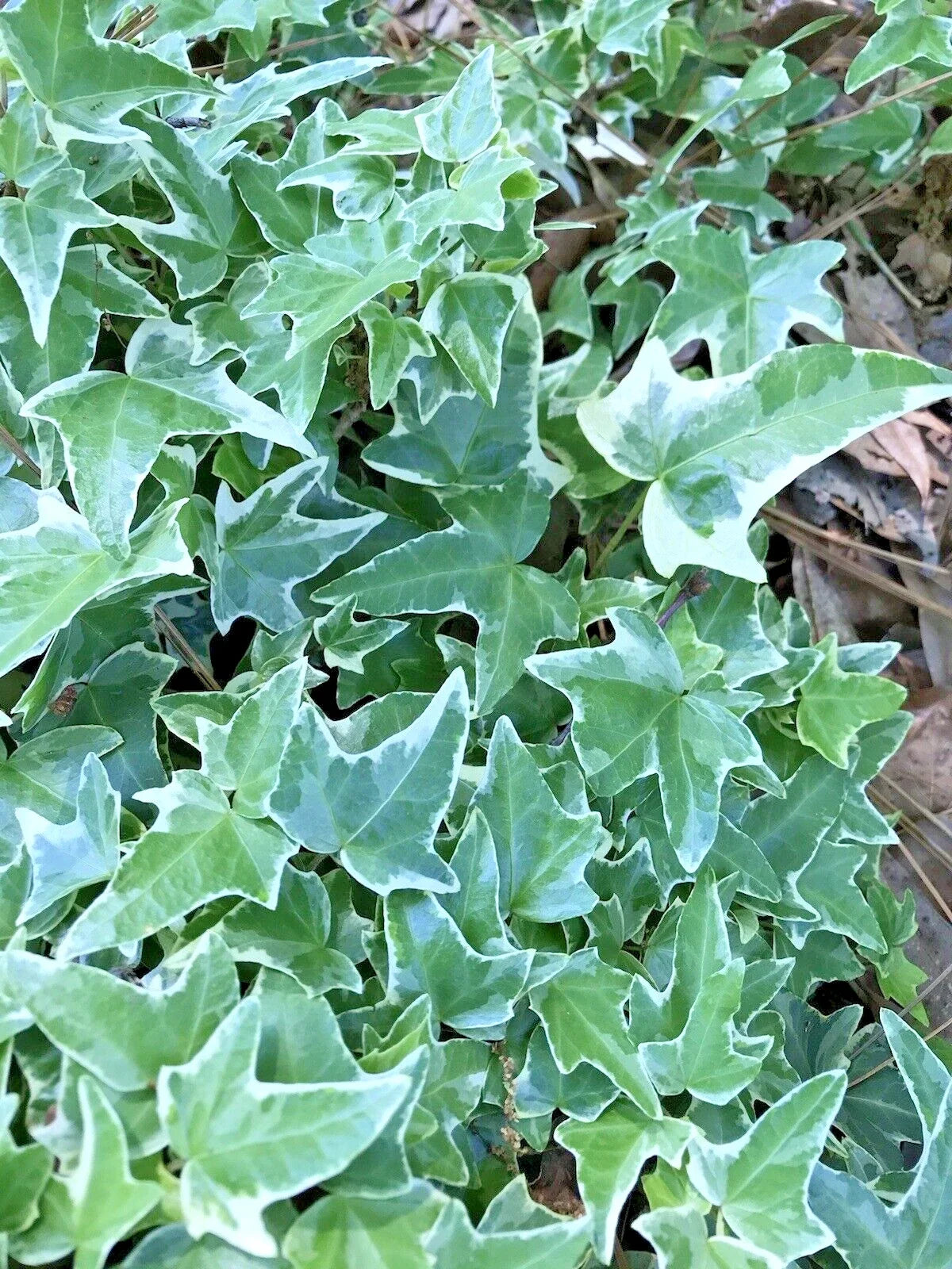 Variegated Ivy Ground Cover Plants Set of 7 | Hedera helix | Live Bare Root for Shade & Indoor Gardens