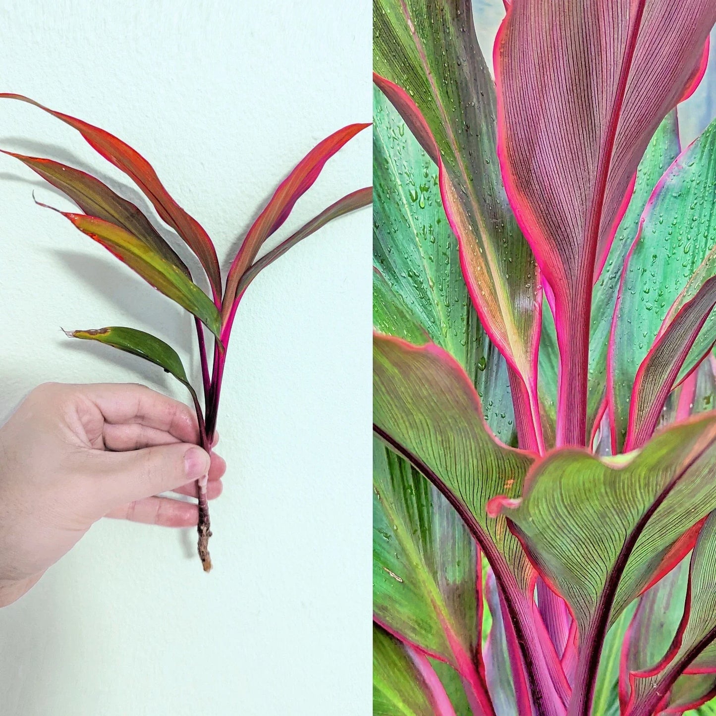 Cordyline Fruticosa Cuttings - 5" Green Red Tropical Houseplant - Easy to Grow, Rare Indoor Garden Plant, Ti Plant Propagation