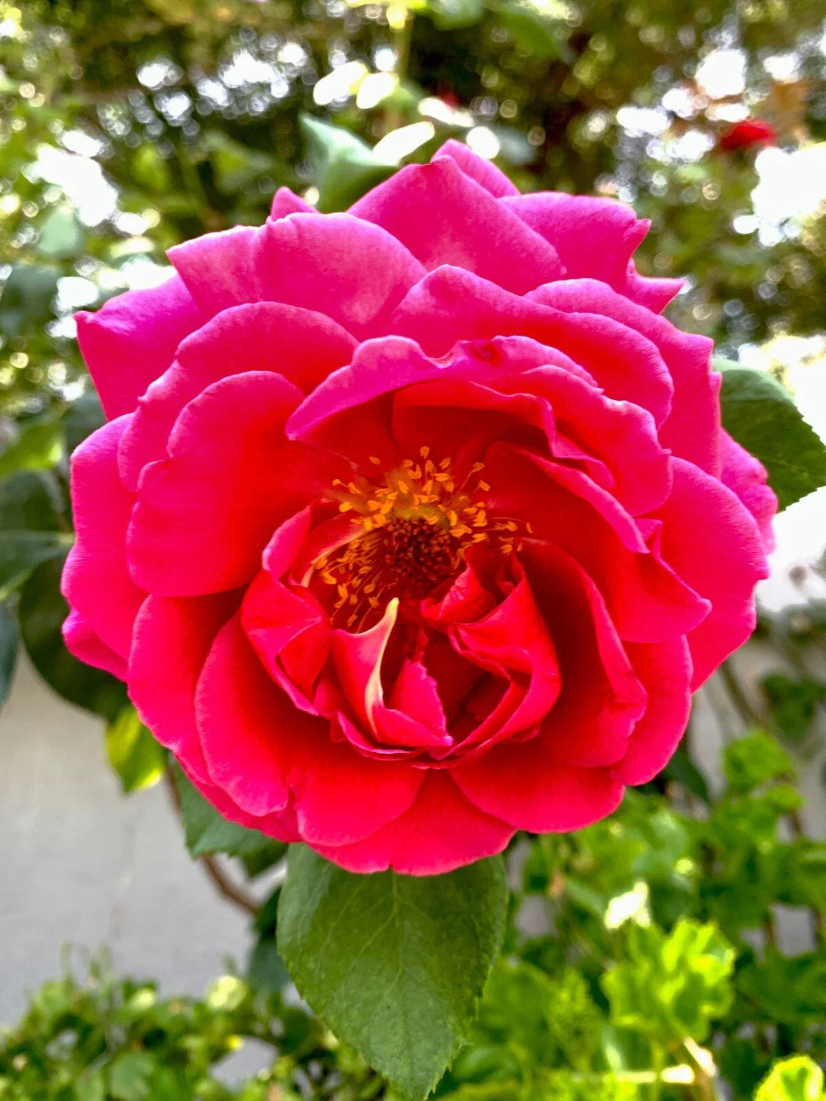 Pink Fragrant Rose Cuttings 6 Inch Long 5 Pieces Rosa spp.