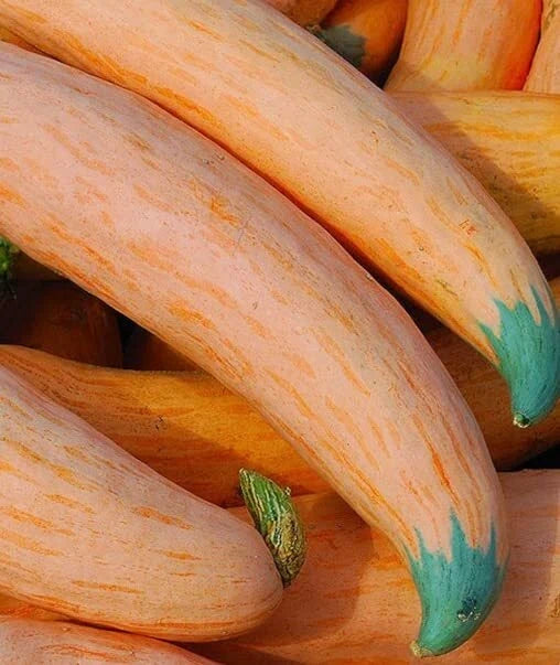 North Georgia Candy Roaster Seeds - 10 Seeds for Planting - Heirloom Cucurbita maxima Squash