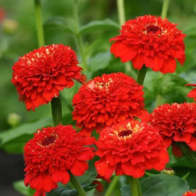 Zinderella Red Zinnia Seeds - Pack of 100+ for Garden Planting - Vibrant Red Blooms - Zinnia elegans - Annual Flower Seeds