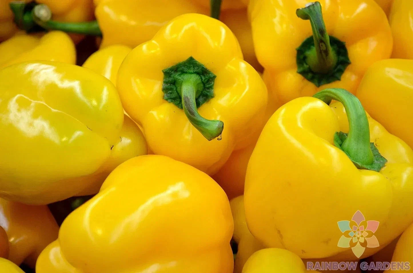 Canary Bell Sweet Pepper Seeds - 25+ Capsicum annuum Vegetable Seeds for Garden & Container Planting