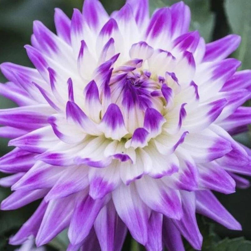 Dahlia Flower Seeds - 20PCS Perennial Seeds for Garden - Colorful Blooms - Dahlia pinnata