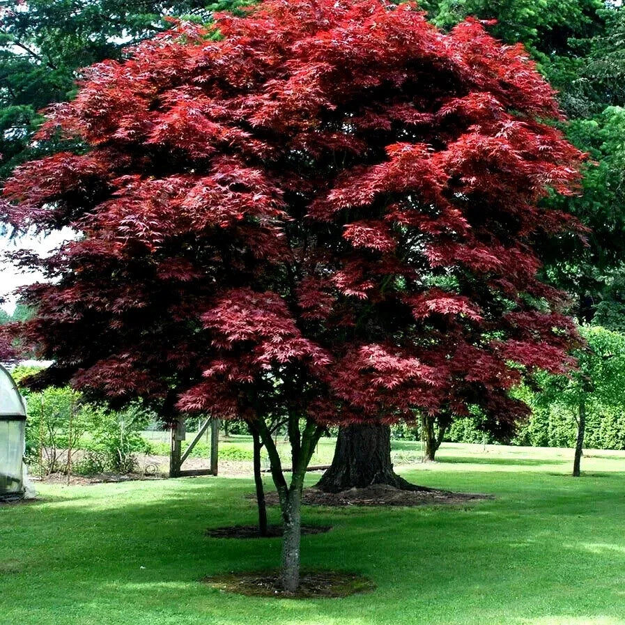 Red Japanese Maple Tree Seeds - Bloodgood Variety - Acer palmatum atropurpureum for Bonsai & Garden Landscaping