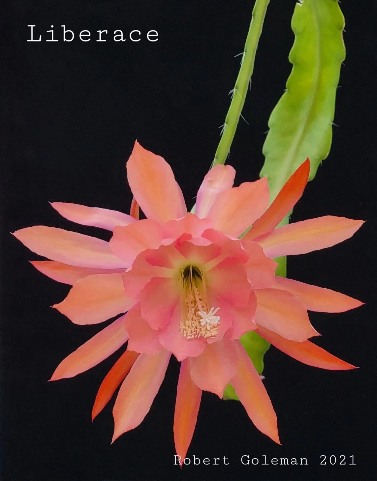Epiphyllum 'Liberace' Unrooted Cutting - Rare Orchid Cactus for Indoor Garden - Vibrant Blooms - Easy Care Plant Propagation
