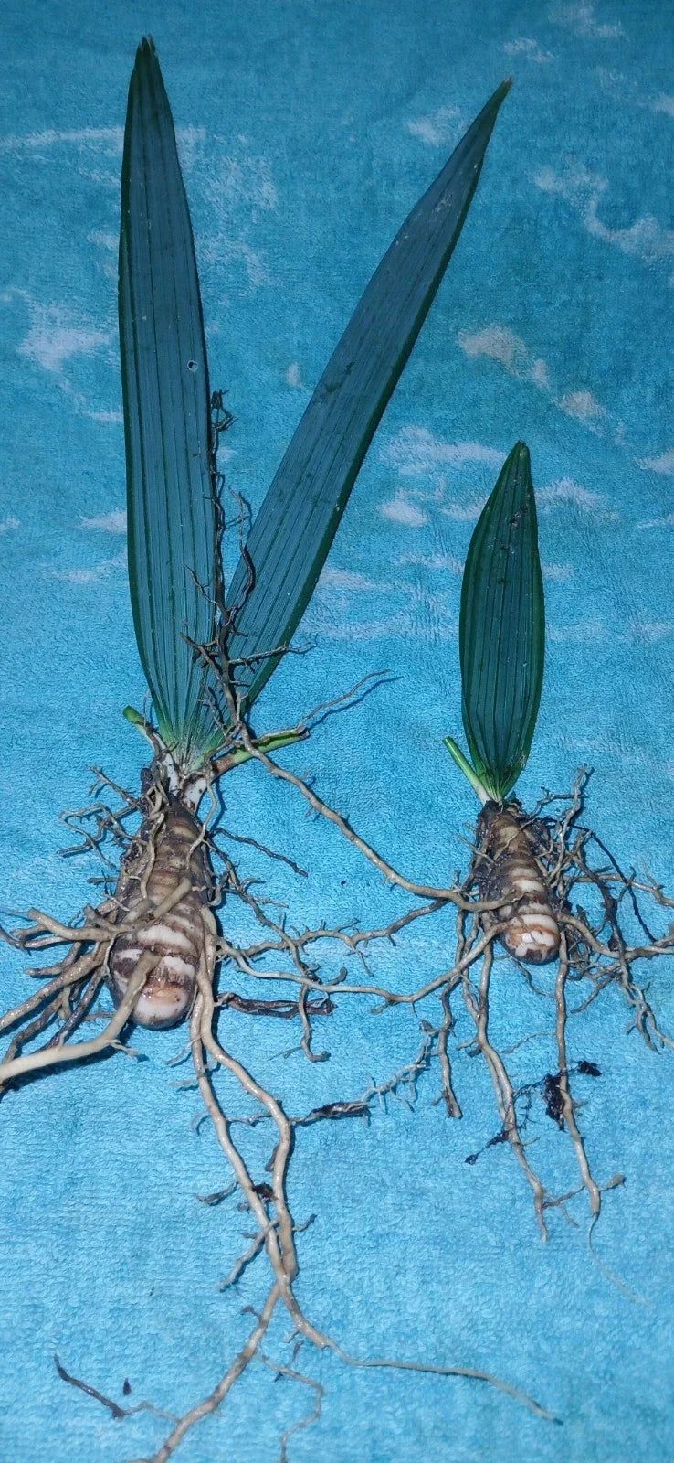 Dwarf Palmetto Palm Live Plants 10-Pack Sabal Minor Young Trees for Garden, Landscape, Tropical Decor