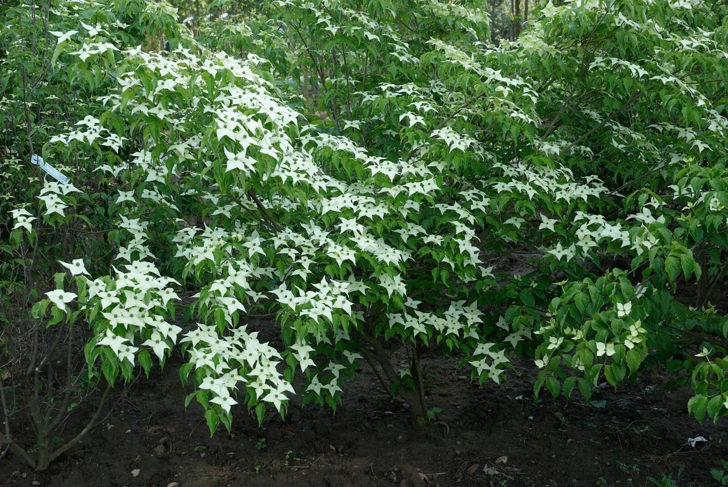 Chinese Dogwood Seeds 20 Count | Cornus kousa chinensis Ornamental Tree