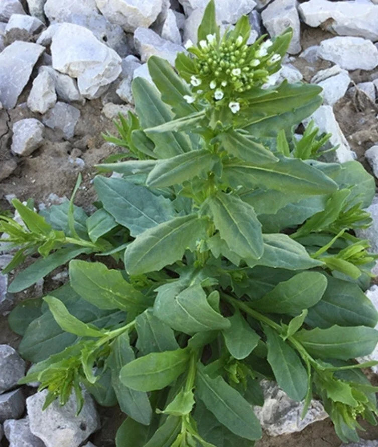 Organic Field Pennycress Seeds - Thlaspi arvense, Cover Crop, Pollinator Attractant, 100 Seeds, USA Grown
