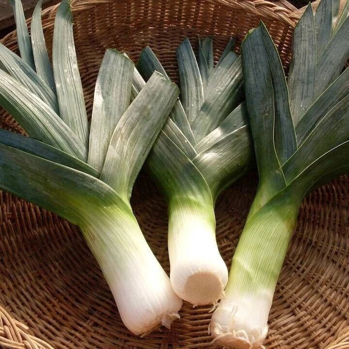 Giant Musselburgh Leek Seeds - Non-GMO Heirloom Allium porrum, Pack of 100 Seeds for Home Garden, Easy to Grow