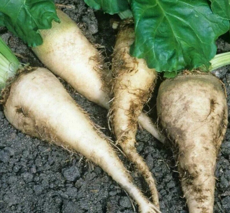 Sugar Beet Seeds 100+ Pack | Beta vulgaris | Survival Garden Vegetables