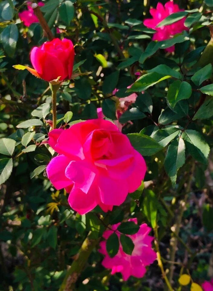 Organic Climbing Rose Bush Plant - Don Juan Pink, Well-Rooted Live Rosa 'Don Juan' for Garden, Fence, or Trellis