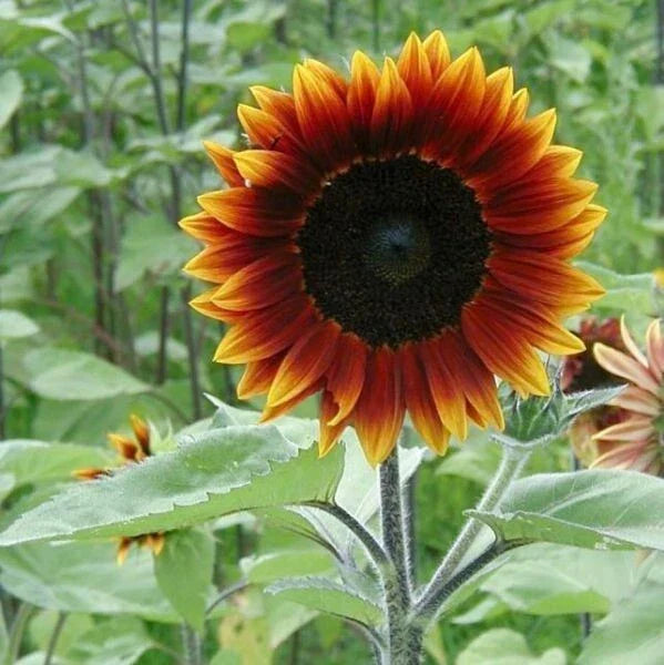 Earthwalker Sunflower Seeds - 100+ Heirloom Colorful Rare Varieties Helianthus annuus