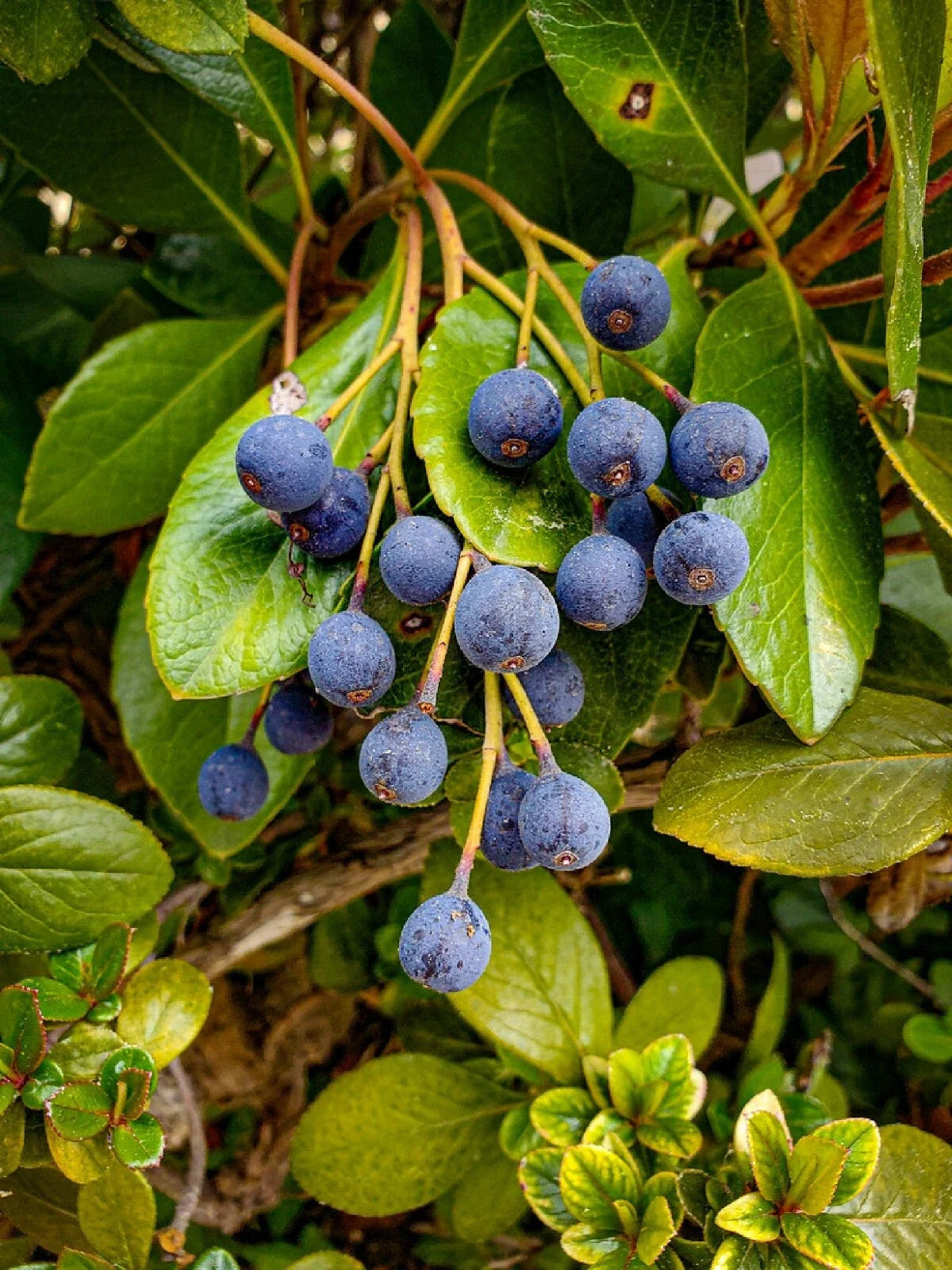Blueberry Hawthorn Seeds - Crataegus brachyacantha, Edible Fruit, Hardy Shrub, 10+ Seeds for Garden, Wildlife, Drought Tolerant