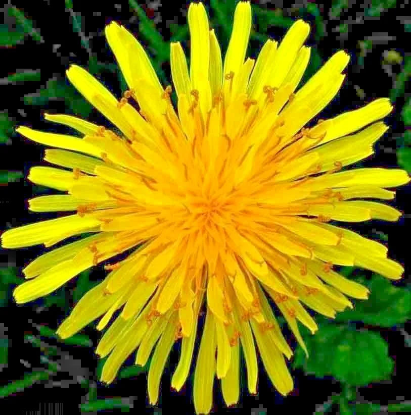 Organic Dandelion Seeds for Microgreens & Salads – Taraxacum officinale – Perennial Herb Seed Packet