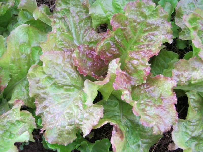 Prize Head Leaf Lettuce Seeds - 500 Bulk Lactuca sativa Crisp, Sweet, Tender for Home Gardens & Salad Crops
