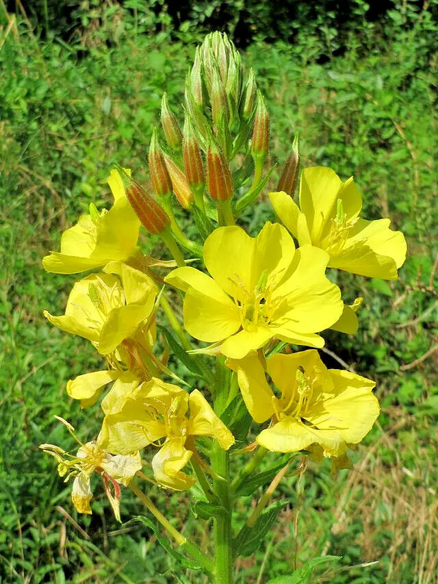 Evening Primrose Seeds Bulk 519 Oenothera biennis Perennial Flower Seeds for Garden, Large Yellow Blooms