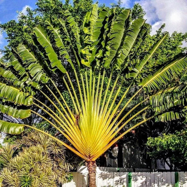 Traveler Palm Live Plants - 10-Pack Ravenea rivularis Indoor Tropical Plants for Home Decor