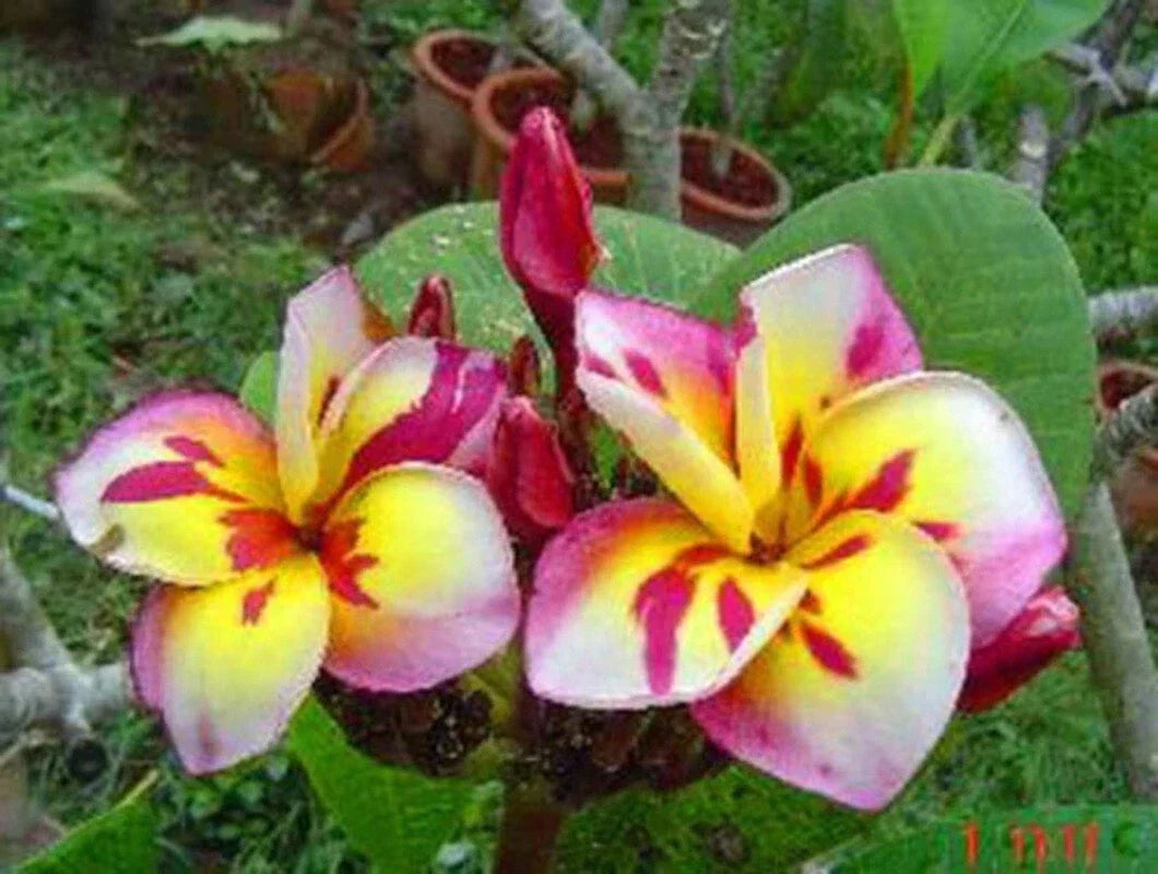 Plumeria Seeds 5 Pack - Pink White Yellow Hawaiian Frangipani Perennial Plants