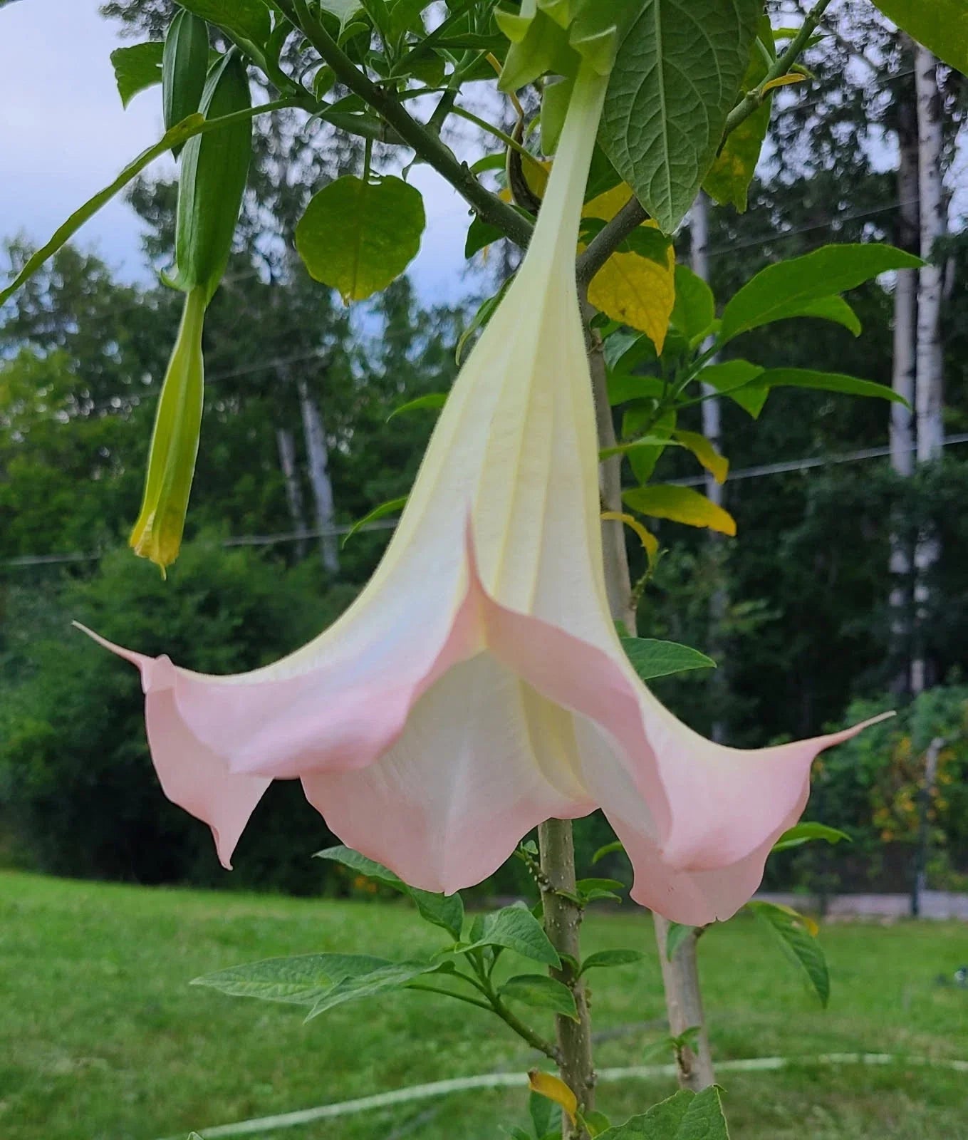 Angel's Trumpet Frosty Pink Cuttings – Brugmansia spp. Rooted & Unrooted for Garden & Indoor Use