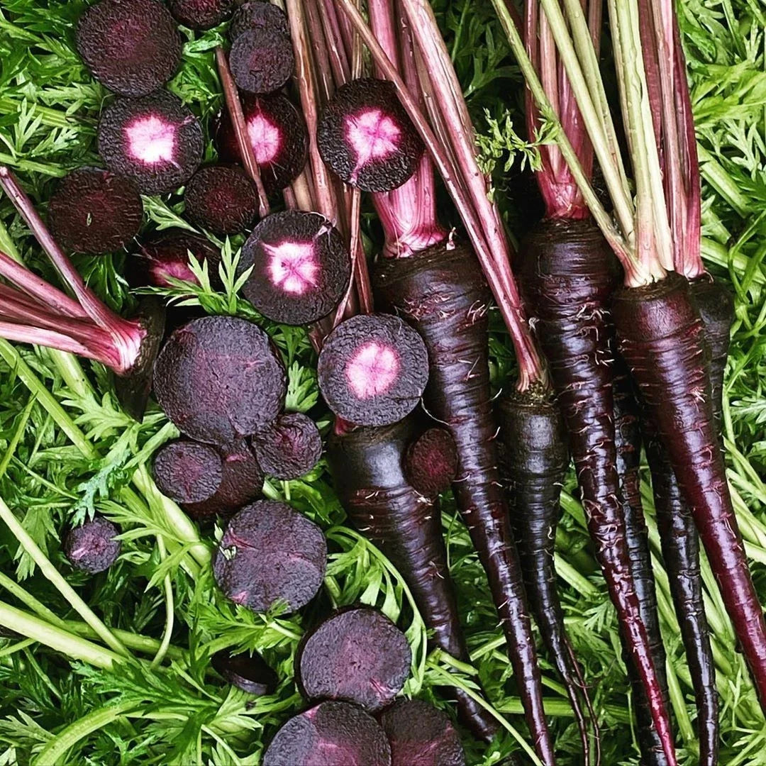Black Nebula Carrot Seeds - Non-GMO Vegetable Seeds, Rich Purple Color, Daucus carota, 150+ Pack, Easy to Grow, USA Free Shipping