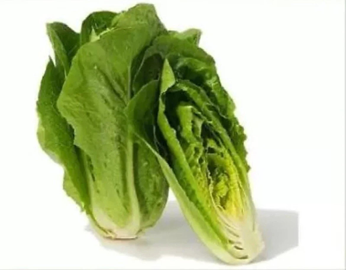 Parris Island Romaine Lettuce Seeds - Heirloom Lactuca sativa - Easy to Grow, Non-GMO, Salad Greens, 100 Pack, Free Shipping USA