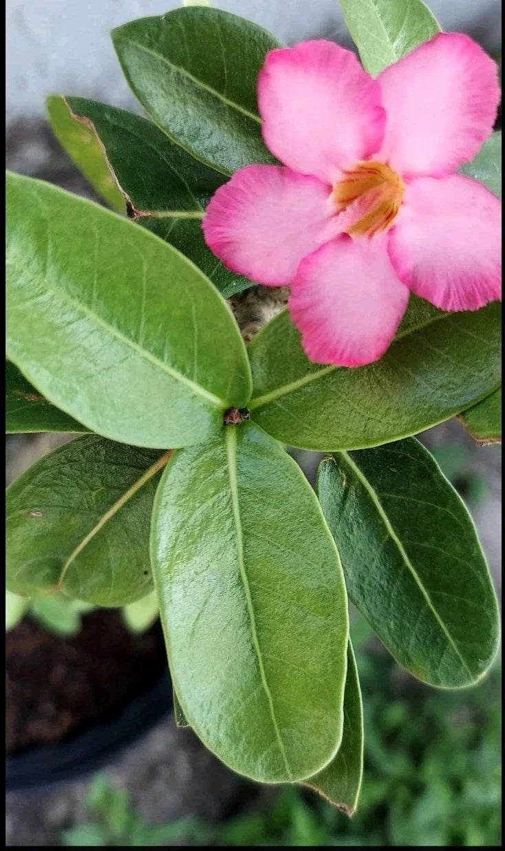 Desert Rose Cuttings - Pink Adenium obesum Succulent for Propagation - Live Plant Clippings