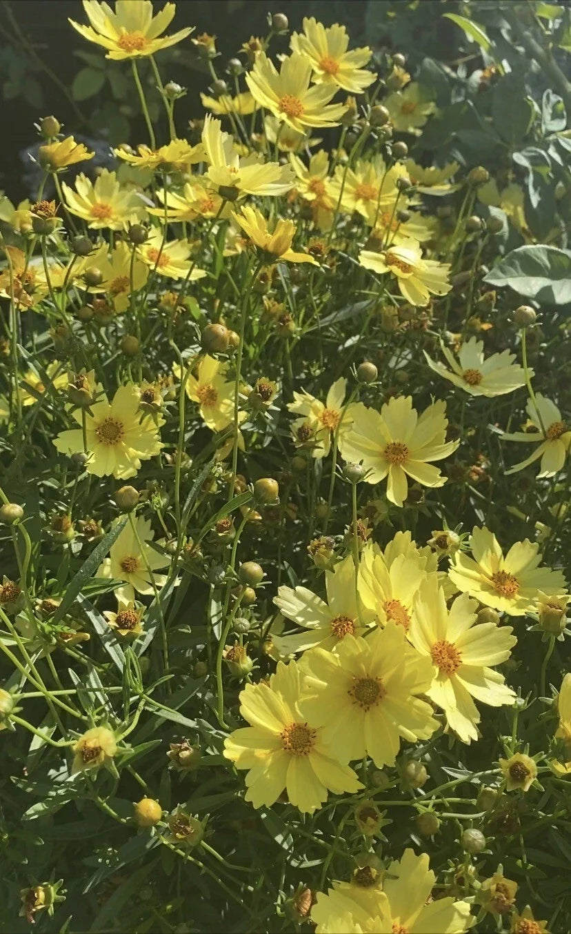 Live Big Bang™ Full Moon Yellow Blossom Plant – 3-Year-Old Perennial with Bright Yellow Flowers, Hibiscus rosa-sinensis