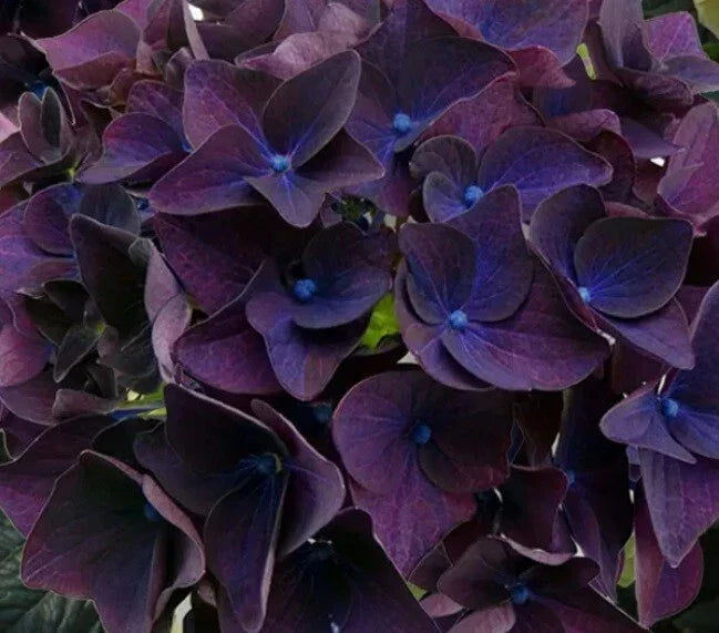 Deep Purple Hydrangea Seeds - 5 Perennial Flower Seeds - Hydrangea macrophylla - USA