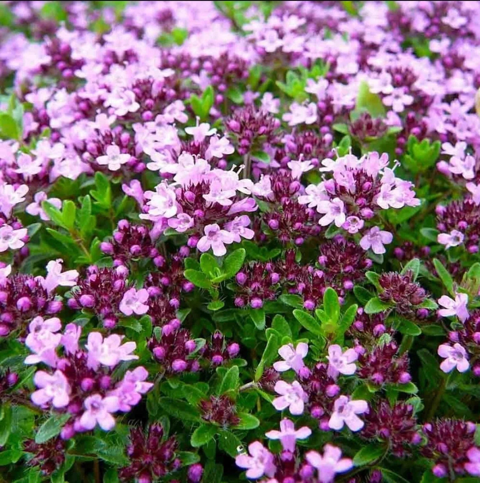 Mother of Thyme Herb Plug 3x3 Low-Growing Perennial Thymus serpyllum Pollinator-Friendly Ground Cover