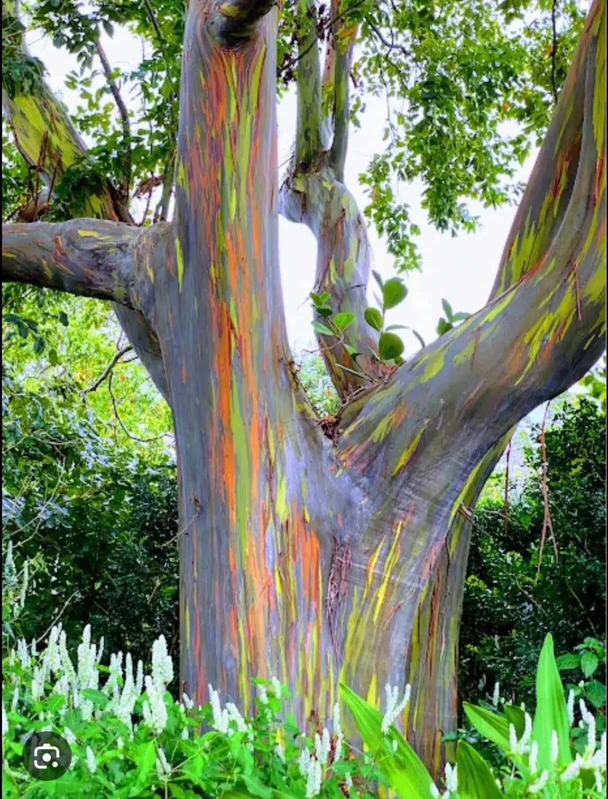 Rainbow Eucalyptus Seedling - 16-21 Inches - Eucalyptus deglupta Rooted Sapling for Garden & Landscape