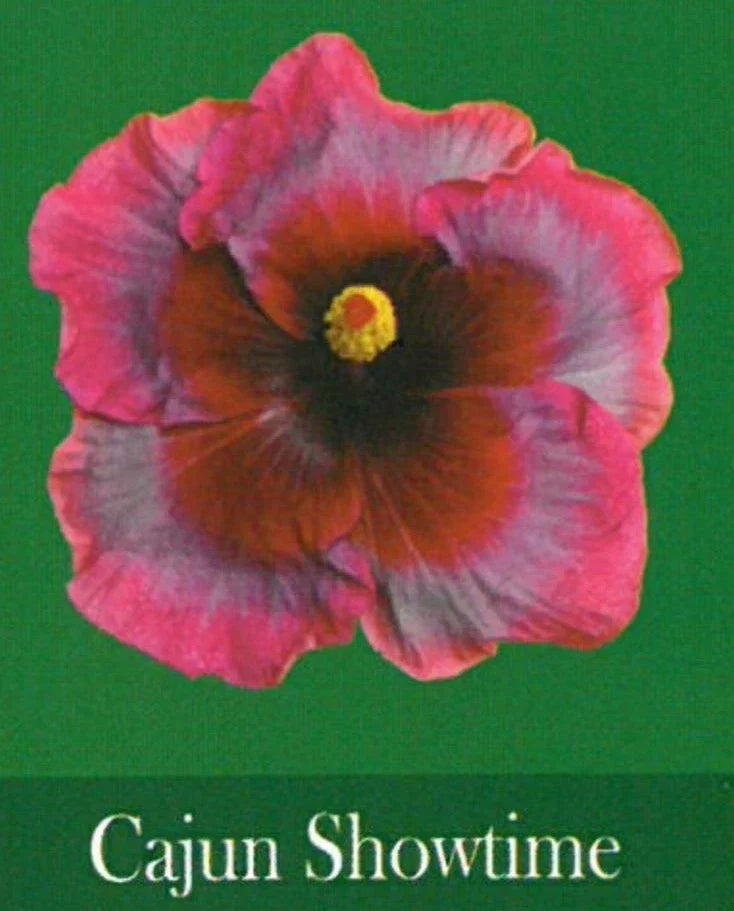 Rooted Tropical Hibiscus Starter Plant - Cajun Showtime - Hibiscus rosa-sinensis - Bare Root Small Plant