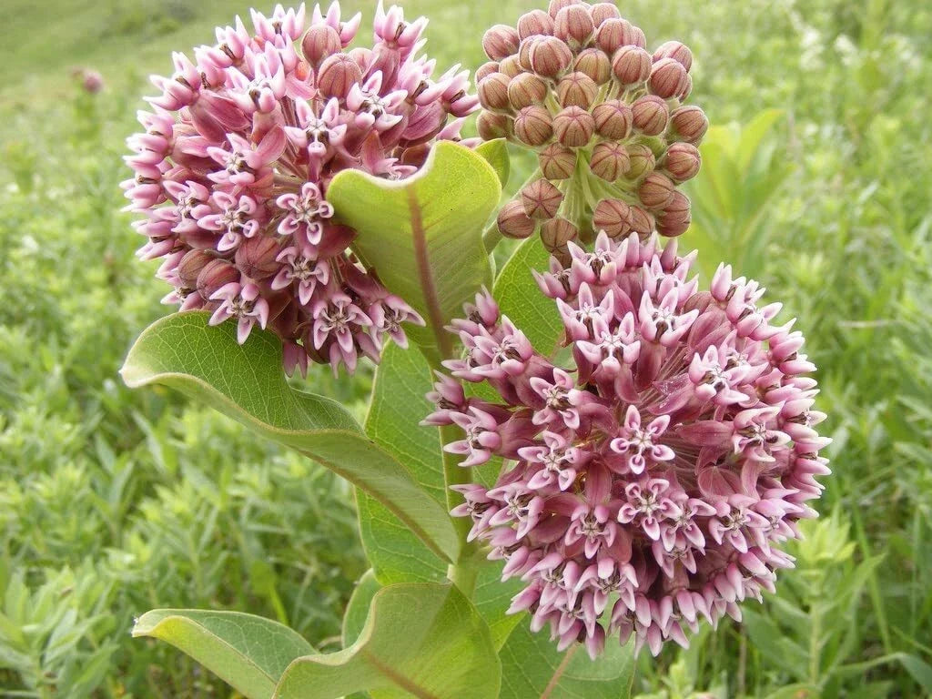Common Milkweed Seeds - 100 Count - Native Pollinator Friendly Planting Seeds - Asclepias syriaca