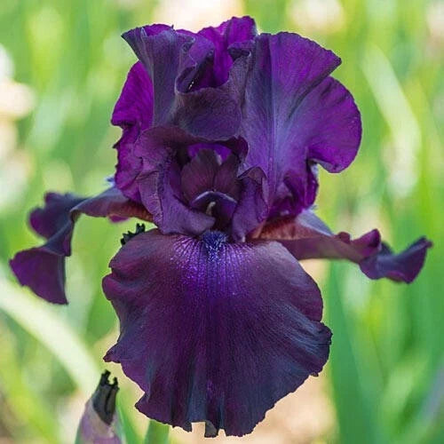 Bearded Iris Rhizome Deep Purple Black 'Superstition' Iris germanica Award-Winning Flower Bulb