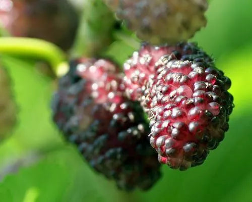 Dwarf Everbearing Mulberry Tree Live Plant - Morus nigra Edible Fruit for Home Gardens