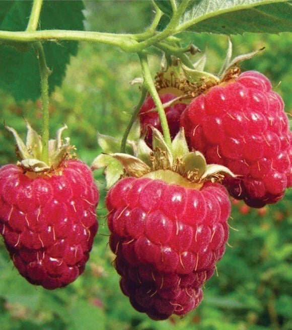 Heritage Red Raspberry Plant - Everbearing, Rooted, Self-Pollinating, Rubus idaeus, Zones 4-8
