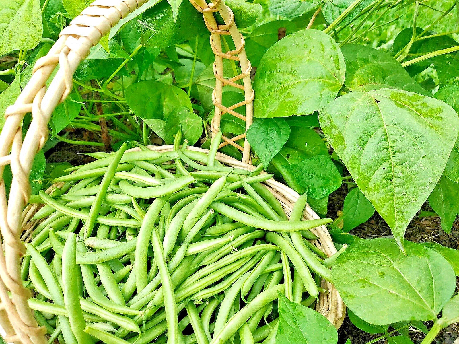 Green Bean Seeds Bulk – Jade Bush Bean, Non-GMO, Phaseolus vulgaris, 100 Seeds for Home Garden, Fast-Growing, USA Seller