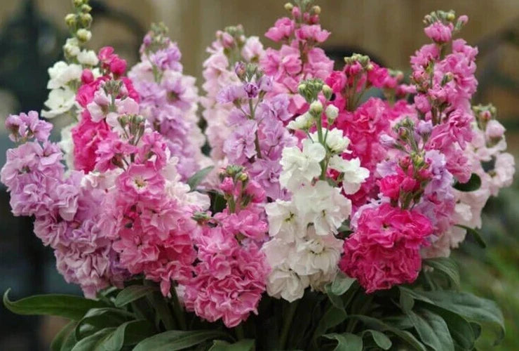 Katz Mix Stock Seeds - 25 Pack, Colorful Annual Flower Seeds, Matthiola incana, Fragrant, Pollinator Attracting, Easy to Grow