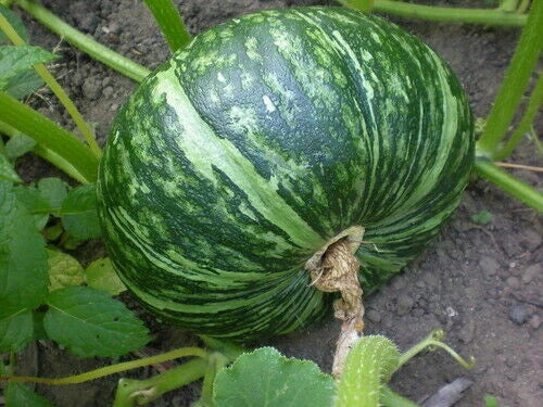 Kabocha Squash Seeds, Chinese Bitter Melon Seeds, Fuzzy Melon Seeds – Non-GMO Vegetable Seeds for Home Garden, Cucurbita maxima, Momordica charantia, Luffa acutangula