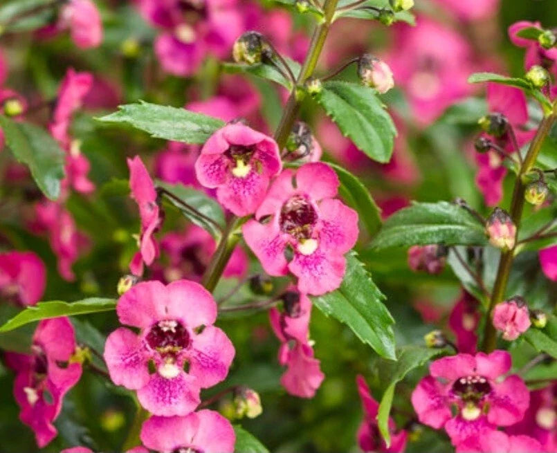 Angelonia Pink Archangel Bare Root Plant - Summer Perennial with Vibrant Pink Flowers, Angelonia angustifolia