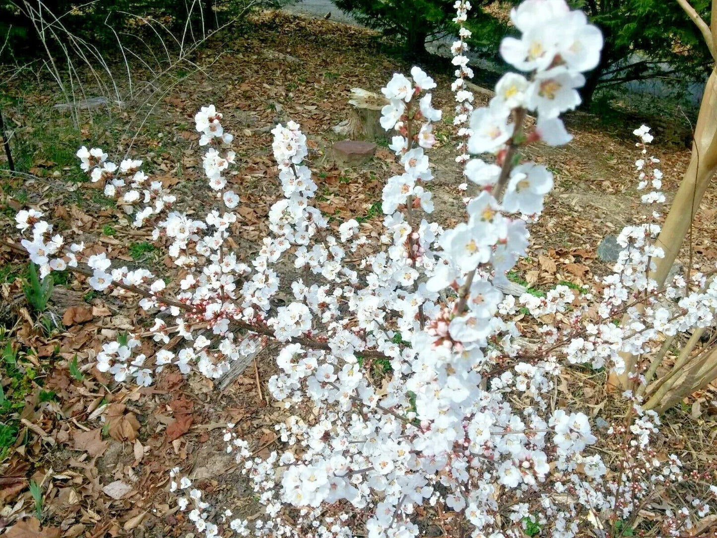 Dwarf Nanking Cherry Cuttings - 10 Unrooted Semi-Hardwood Prunus Tomentosa Shrub Propagation