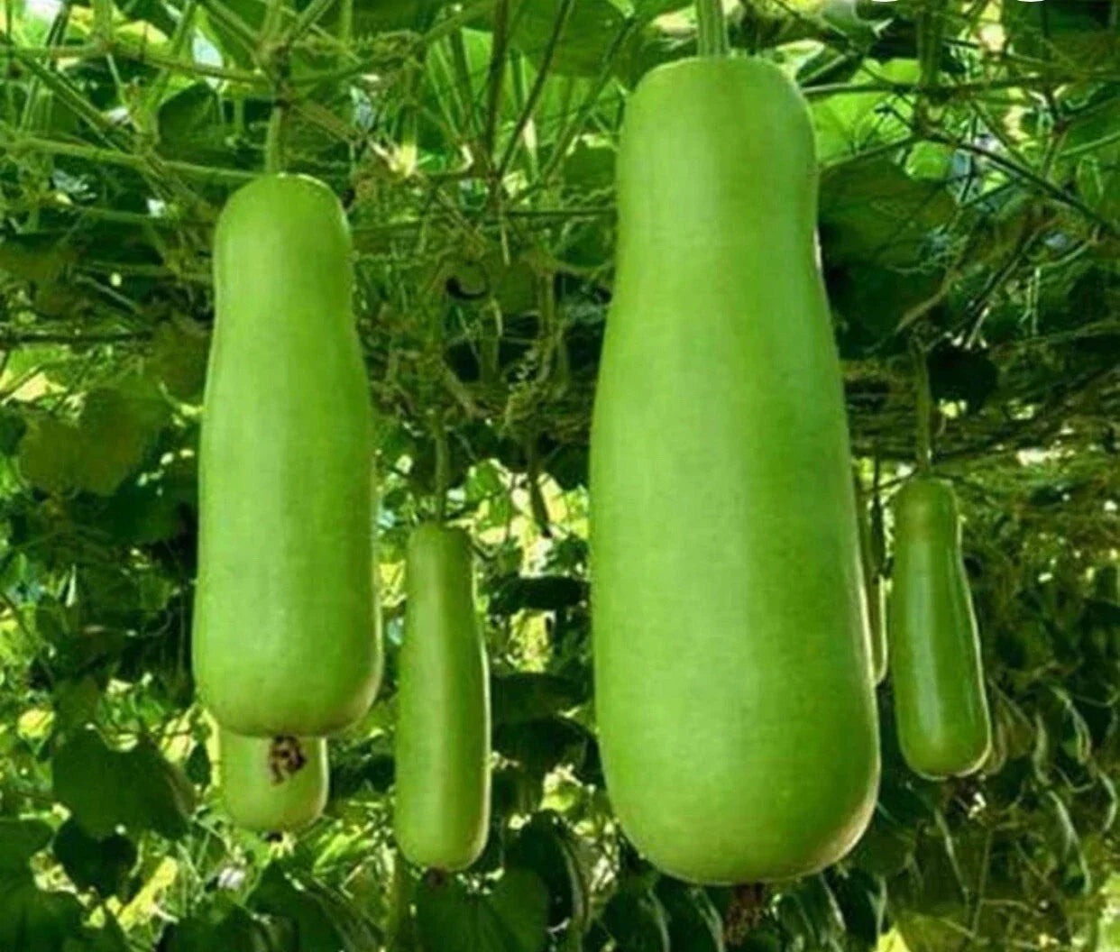 Bottle Gourd Seeds - Heirloom Upo Calabash - Cucurbita Maxima - Vining Vegetable for Gardening
