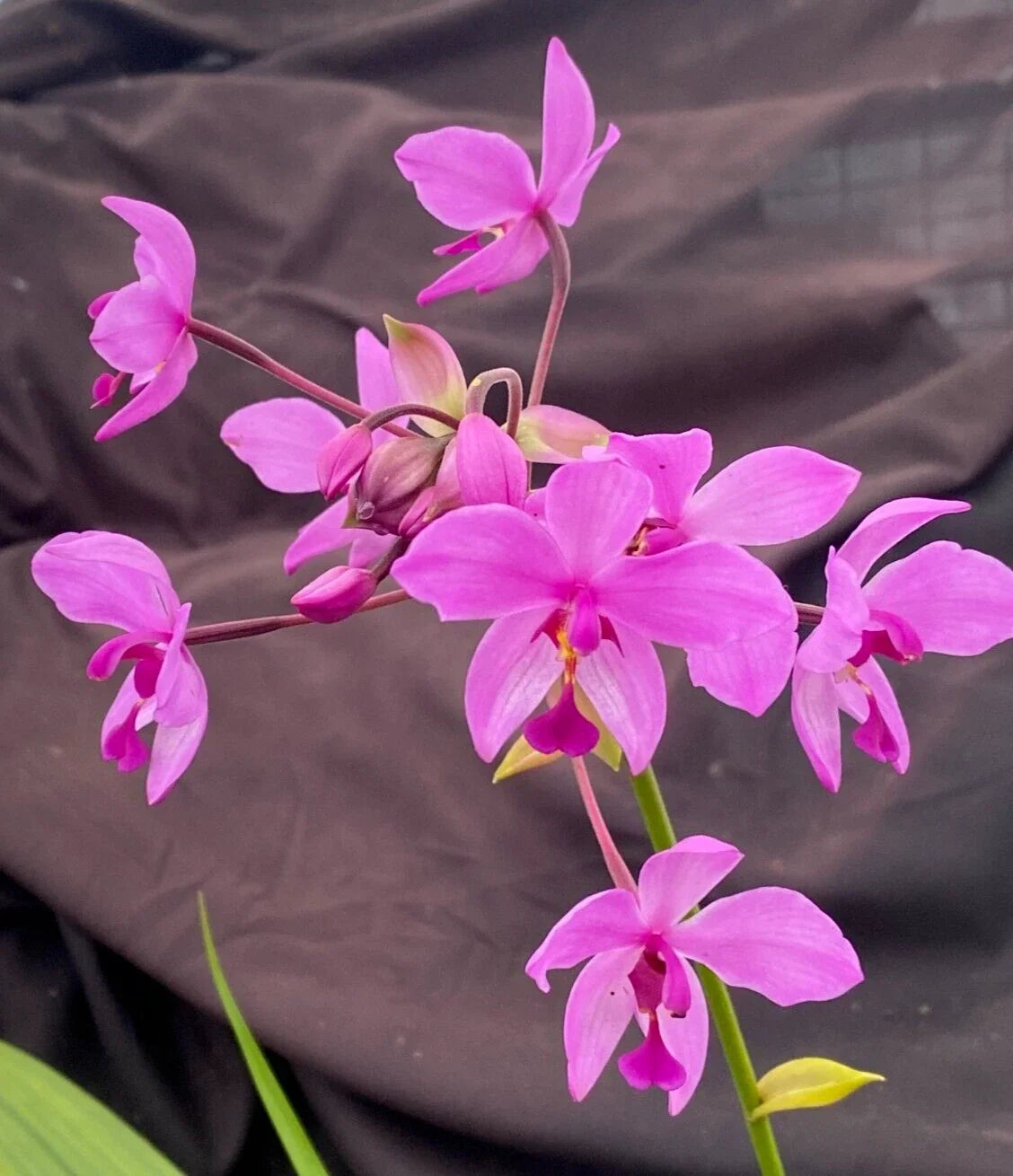 Rooted Spathoglottis Plicata Orchid Plant in 3" Pot | Ground Orchid with Purple Blooms | Terrestrial, Indoor & Garden