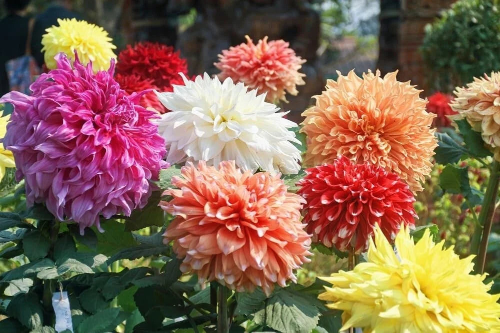 Mixed Color Giant Dahlia Flower Bulbs - Dahlia pinnata for Vibrant Garden Blooms