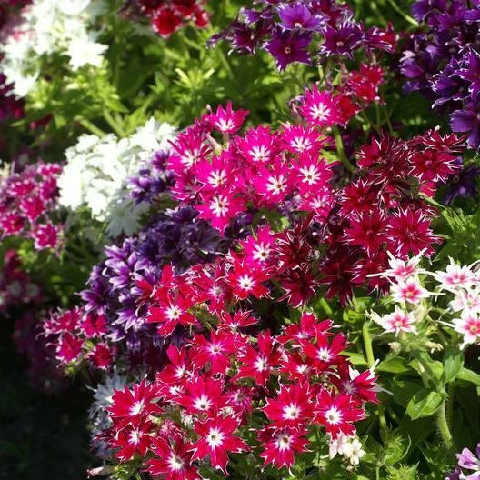 Phlox Seeds - 200 Heirloom TWINKLE MIX - Fringed Petals, Non-GMO, Colorful Garden Flowers