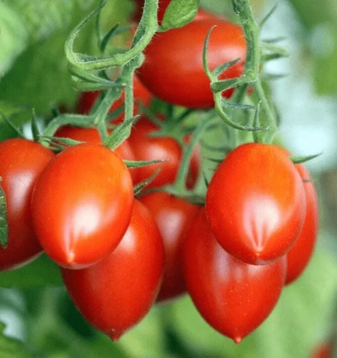 Roma Tomato Seeds – Organic, Non-GMO, 100 Pack, Solanum lycopersicum, Ideal for Home Gardens & Canning